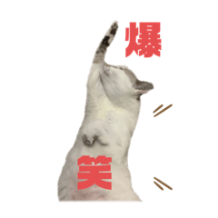 [LINEスタンプ] 平凡なネコスタンプ