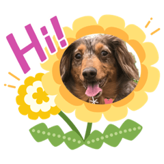 [LINEスタンプ] みーさま、くーさま