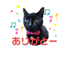 [LINEスタンプ] 黒猫みるくが今日も元気にお手伝い
