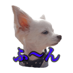 [LINEスタンプ] ツンデレチワワ「ちろるちゃん」のスタンプ