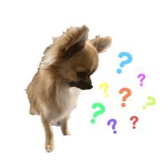 [LINEスタンプ] チワワのむぎたん2