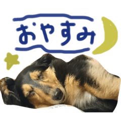 [LINEスタンプ] 関西弁ミニチュアダックスのそらちゃん