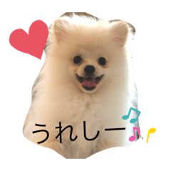 [LINEスタンプ] ポメラニアンAndyのLIFESTAMPS1