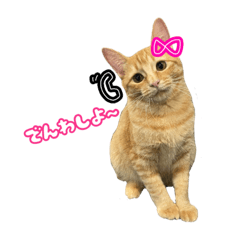 [LINEスタンプ] 我が家の猫 ちょろくん