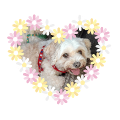 [LINEスタンプ] あさdog1