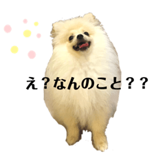 [LINEスタンプ] ポメラニアンAndyのLIFESTMPS