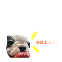 [LINEスタンプ] アリス(ボストンテリア)