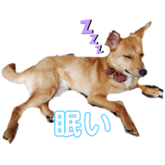 [LINEスタンプ] さくよちゃんスタンプ