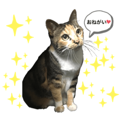 [LINEスタンプ] ロッタちゃんのプリティスタンプ