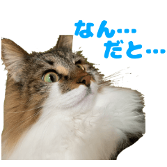 [LINEスタンプ] ノルジャンコメスタ