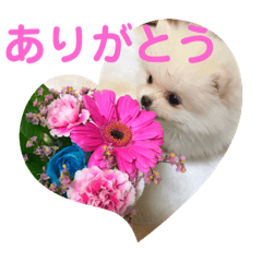 [LINEスタンプ] プポちゃんスタンプ1