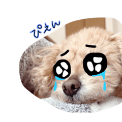 [LINEスタンプ] トイプーくうのスタンプ