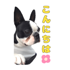 [LINEスタンプ] かわいいボストンテリアですの画像（メイン）