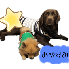[LINEスタンプ] ドリー・オレオ・ウール