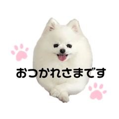 [LINEスタンプ] ポメポメポメまるの日常3