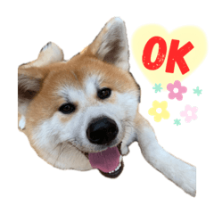 [LINEスタンプ] 秋田犬Myスタンプ