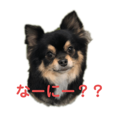 [LINEスタンプ] チロルんるん