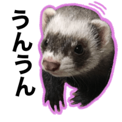 [LINEスタンプ] おしゃべりフェレット