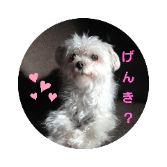 [LINEスタンプ] 斉藤マルです