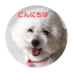 [LINEスタンプ] トイプードルのマリリンちゃん3