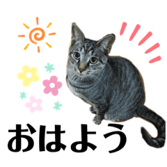 [LINEスタンプ] コタちゃんと愉快な仲間たちスタンプ