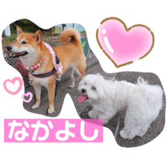 [LINEスタンプ] 柴犬ロコ_2020June