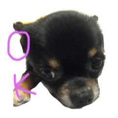 [LINEスタンプ] こてつさぁん