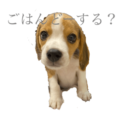 [LINEスタンプ] むぎ子のスタンプ