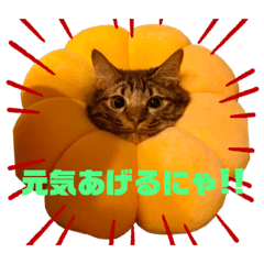 [LINEスタンプ] ねこのチューイくん。
