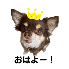 [LINEスタンプ] チョコタンもずく おはよう編