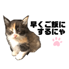 [LINEスタンプ] うちの三毛猫めいさん