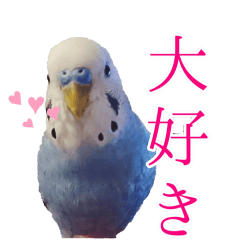 [LINEスタンプ] セキセイインコのピヨマル