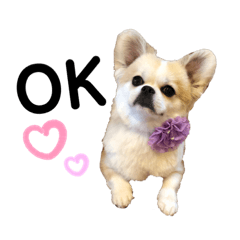 [LINEスタンプ] ごんべの使いやすいスタンプ
