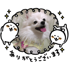 [LINEスタンプ] ポメラニアンのナミNO5