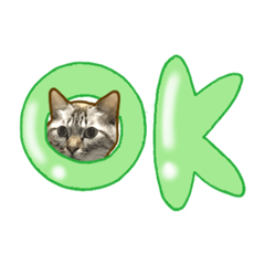 [LINEスタンプ] カラフル文字 猫スタンプ！！