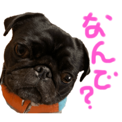 [LINEスタンプ] パグはPUG  vol.9