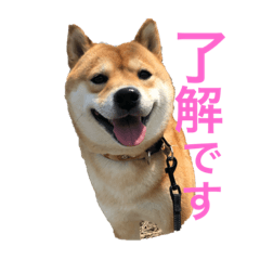 [LINEスタンプ] 柴犬のここスタンプ