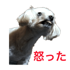 [LINEスタンプ] 忠犬メリ公