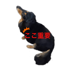 [LINEスタンプ] 愛犬の日常！？
