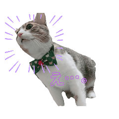 [LINEスタンプ] キジシロちゃんスタンプ