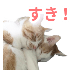 [LINEスタンプ] Nさんちのネコたち