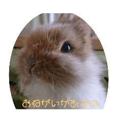 [LINEスタンプ] うさぎの邏流