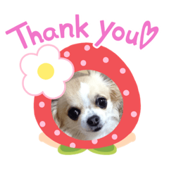 [LINEスタンプ] チワワのももこ