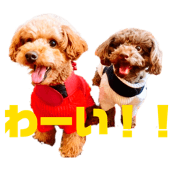 [LINEスタンプ] オリライわんわんスタンプ