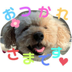 [LINEスタンプ] トイプードル めるちゃんです