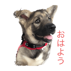 [LINEスタンプ] アラン君げんき
