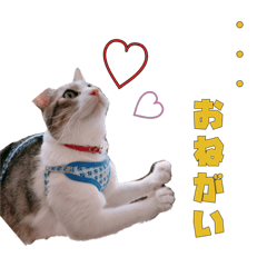 [LINEスタンプ] うちのもっちゃんはかわええ♡