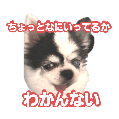 [LINEスタンプ] わんこのつぶやき☝