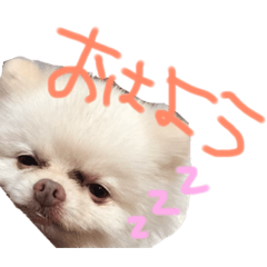 [LINEスタンプ] ポメラニアンのぽこ丸