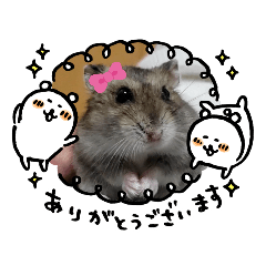 [LINEスタンプ] ほんわか和みハムスター